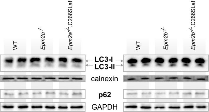 https://cdn.ncbi.nlm.nih.gov/pmc/blobs/1573/5494504/1c69f903c9f0/EMMM-9-906-g007.jpg