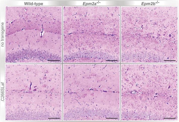 https://cdn.ncbi.nlm.nih.gov/pmc/blobs/1573/5494504/b291f67ecb34/EMMM-9-906-g003.jpg