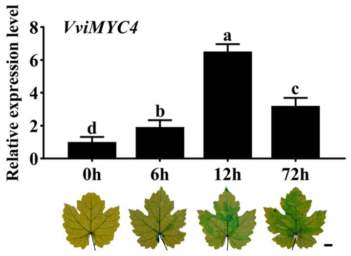 https://cdn.ncbi.nlm.nih.gov/pmc/blobs/1576/12115097/4437134a28fc/plants-14-01409-g002.jpg