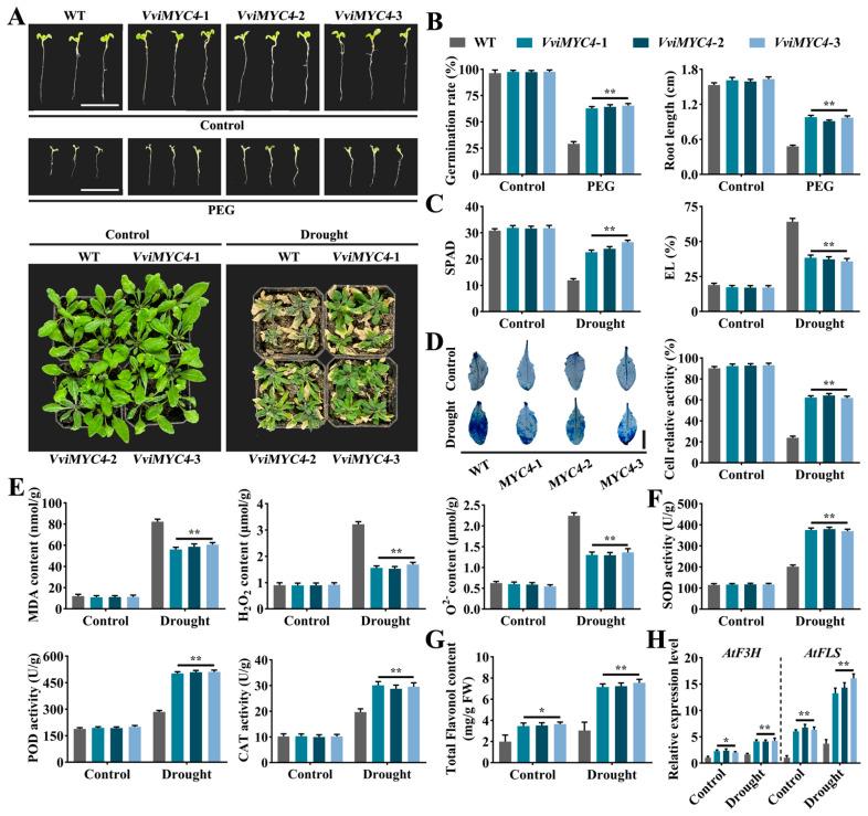 https://cdn.ncbi.nlm.nih.gov/pmc/blobs/1576/12115097/b8db189f1a91/plants-14-01409-g005.jpg