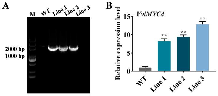 https://cdn.ncbi.nlm.nih.gov/pmc/blobs/1576/12115097/d4c11f1b7ab9/plants-14-01409-g004.jpg