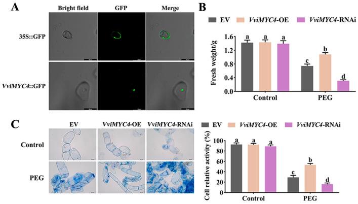 https://cdn.ncbi.nlm.nih.gov/pmc/blobs/1576/12115097/f4dfdea3ddc2/plants-14-01409-g003.jpg