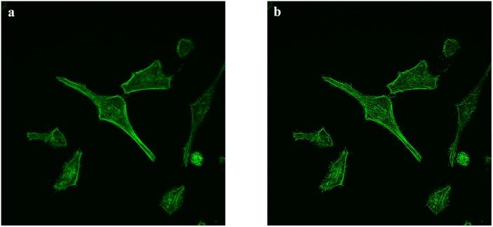 https://cdn.ncbi.nlm.nih.gov/pmc/blobs/157a/6415833/c01a43c6546a/pone.0213626.g001.jpg