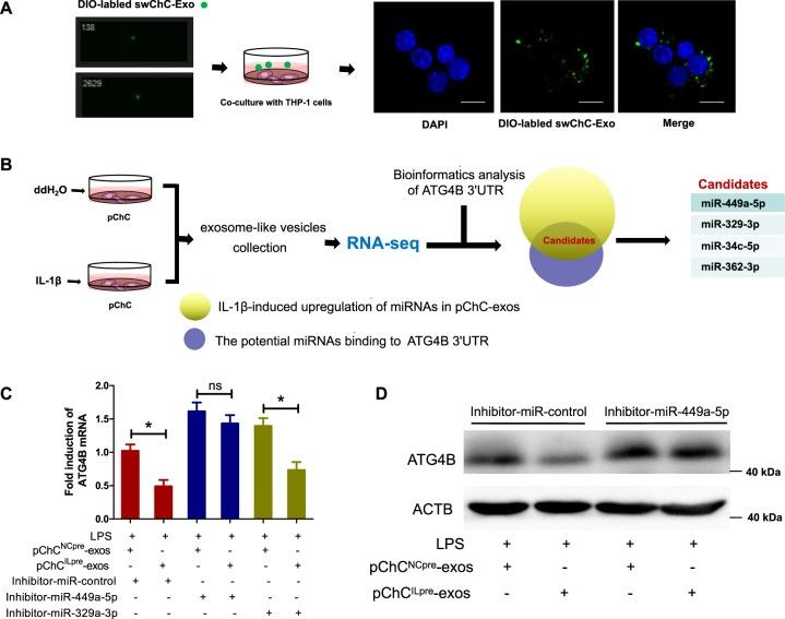 https://cdn.ncbi.nlm.nih.gov/pmc/blobs/157c/6614358/6a90d7136720/41419_2019_1739_Fig6_HTML.jpg