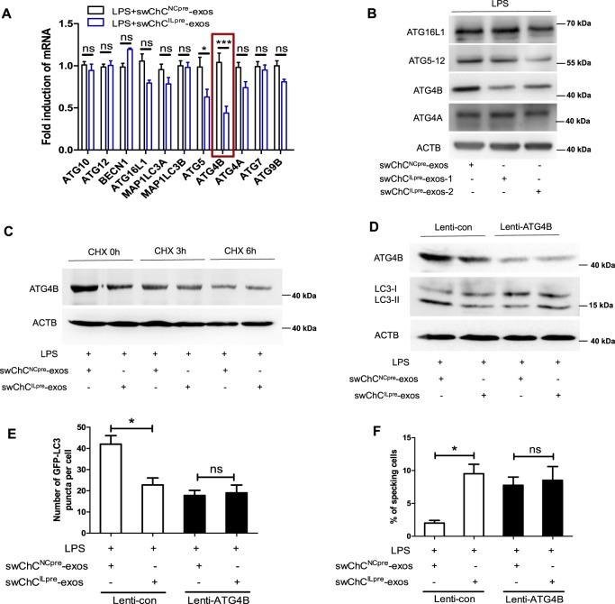 https://cdn.ncbi.nlm.nih.gov/pmc/blobs/157c/6614358/75c66a5064a7/41419_2019_1739_Fig5_HTML.jpg