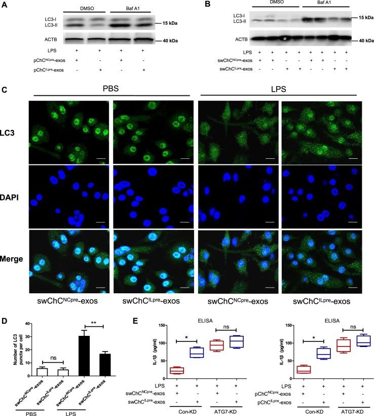 https://cdn.ncbi.nlm.nih.gov/pmc/blobs/157c/6614358/ddd83a3950b1/41419_2019_1739_Fig3_HTML.jpg