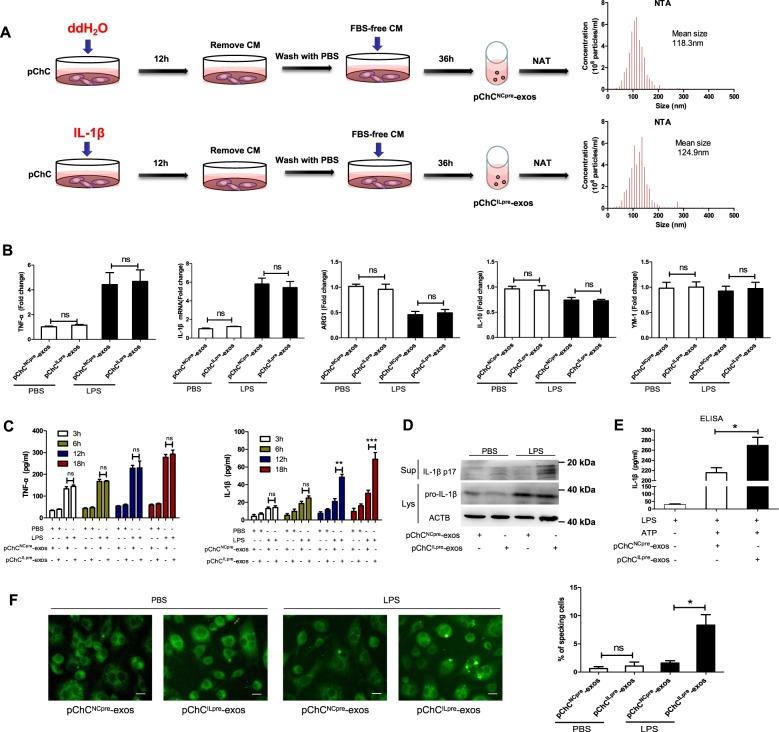 https://cdn.ncbi.nlm.nih.gov/pmc/blobs/157c/6614358/fedfd340ea18/41419_2019_1739_Fig2_HTML.jpg