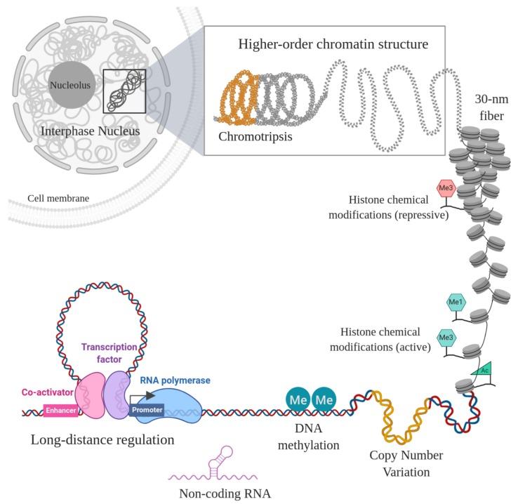 https://cdn.ncbi.nlm.nih.gov/pmc/blobs/157c/6896122/376a17552be0/genes-10-00865-g001.jpg