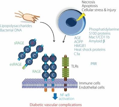 https://cdn.ncbi.nlm.nih.gov/pmc/blobs/1583/4020727/37d5ab00ff97/jdi-3-107-g2.jpg