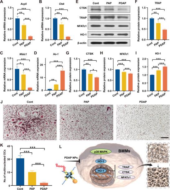 https://cdn.ncbi.nlm.nih.gov/pmc/blobs/1588/10214236/767308450df9/ADVS-10-2207381-g008.jpg