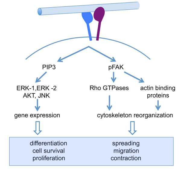 https://cdn.ncbi.nlm.nih.gov/pmc/blobs/1588/2855519/c2d6672374c5/1755-1536-3-4-1.jpg