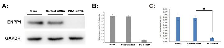 https://cdn.ncbi.nlm.nih.gov/pmc/blobs/158b/7909685/0d206e5014f7/pone.0245733.g003.jpg