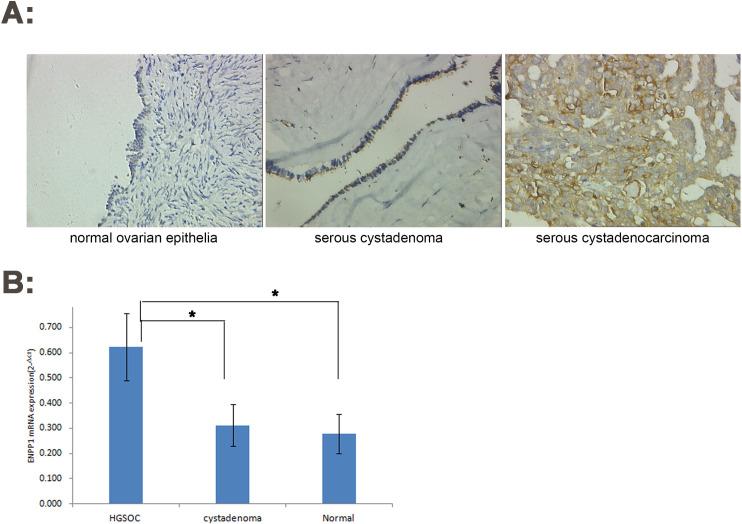 https://cdn.ncbi.nlm.nih.gov/pmc/blobs/158b/7909685/d2be6470040a/pone.0245733.g001.jpg