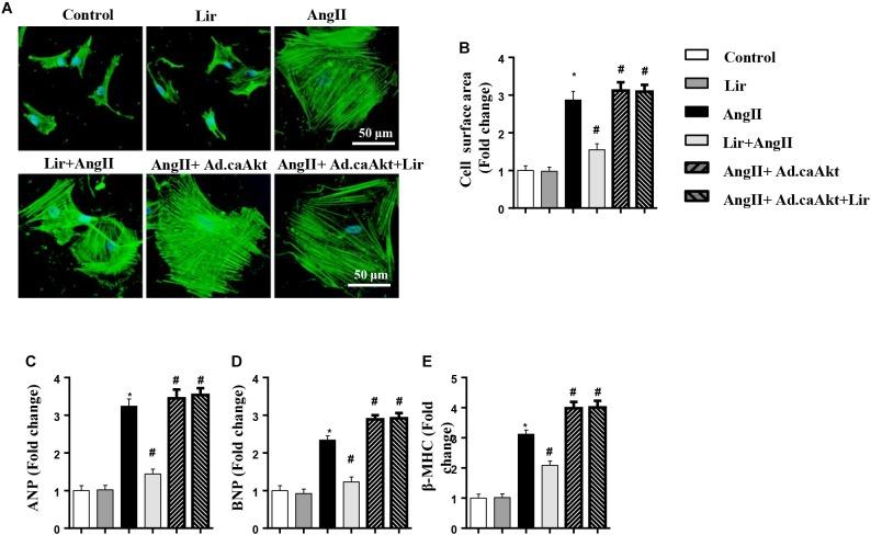 https://cdn.ncbi.nlm.nih.gov/pmc/blobs/158c/6560159/073b43f5ea6b/fphar-10-00537-g008.jpg