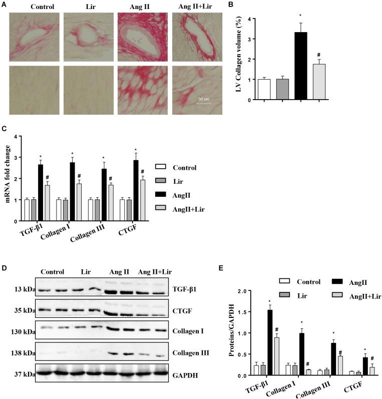 https://cdn.ncbi.nlm.nih.gov/pmc/blobs/158c/6560159/47d8b70e0d8c/fphar-10-00537-g002.jpg