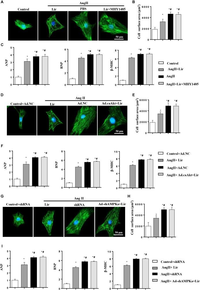 https://cdn.ncbi.nlm.nih.gov/pmc/blobs/158c/6560159/afe63d69406f/fphar-10-00537-g006.jpg