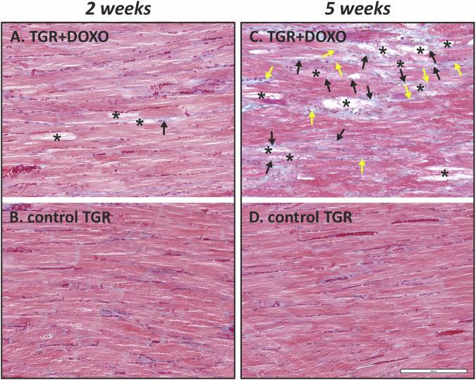 https://cdn.ncbi.nlm.nih.gov/pmc/blobs/158d/11534684/0618ab7d9467/41440_2024_1865_Fig8_HTML.jpg