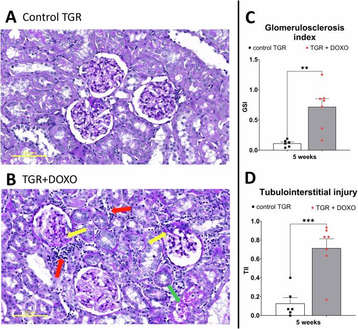 https://cdn.ncbi.nlm.nih.gov/pmc/blobs/158d/11534684/1e15bc961087/41440_2024_1865_Fig7_HTML.jpg
