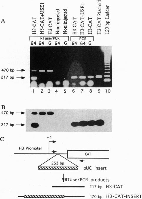 https://cdn.ncbi.nlm.nih.gov/pmc/blobs/158d/47031/2f2cfdc9db1f/pnas01471-0488-b.jpg
