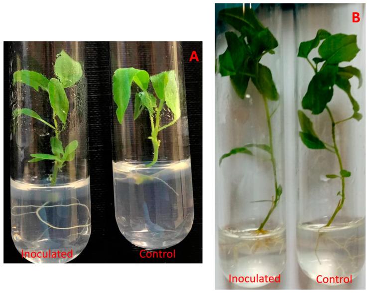 https://cdn.ncbi.nlm.nih.gov/pmc/blobs/1590/8226815/a1252d0ba6dd/microorganisms-09-01151-g002.jpg