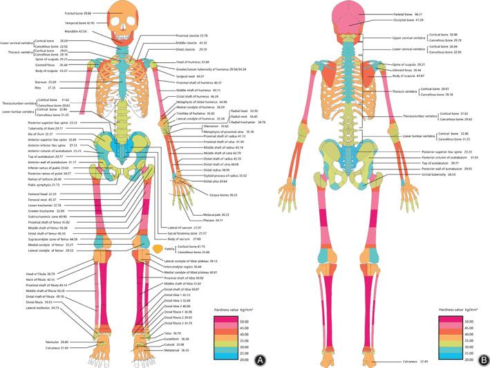 https://cdn.ncbi.nlm.nih.gov/pmc/blobs/1590/8274143/892350a57aee/OS-13-1417-g001.jpg