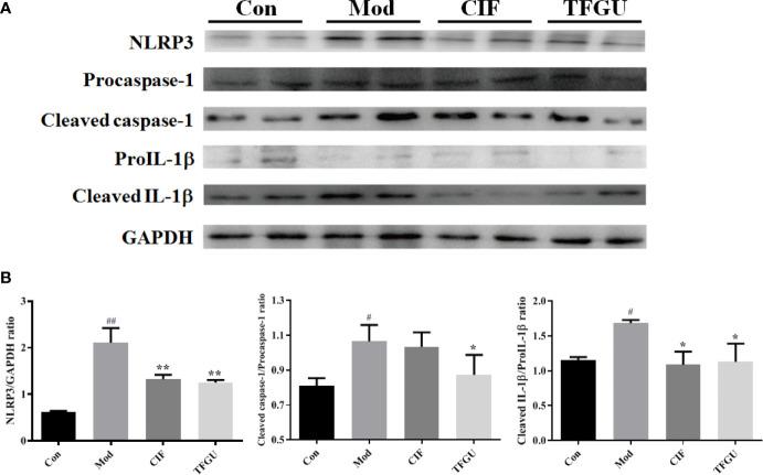https://cdn.ncbi.nlm.nih.gov/pmc/blobs/1591/8138048/673cada593be/fimmu-12-628358-g009.jpg