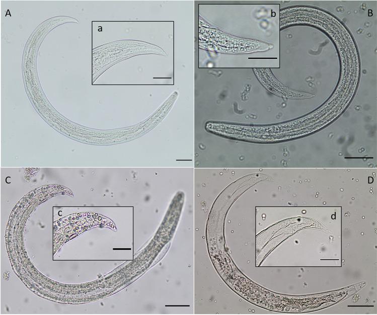 https://cdn.ncbi.nlm.nih.gov/pmc/blobs/1595/8263545/2251ca91b89d/436_2021_7203_Fig3_HTML.jpg