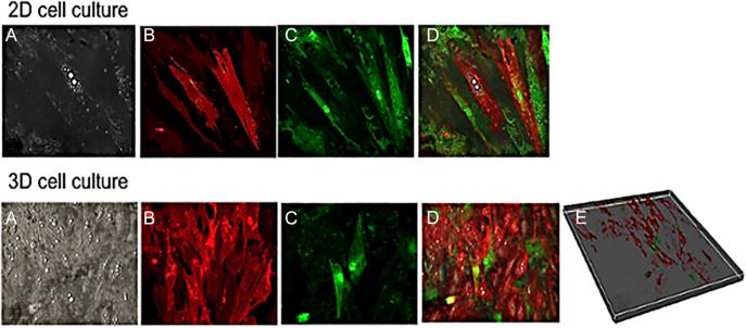 https://cdn.ncbi.nlm.nih.gov/pmc/blobs/1596/12344243/0257f8fcf5b2/EC-25-0046fig3.jpg