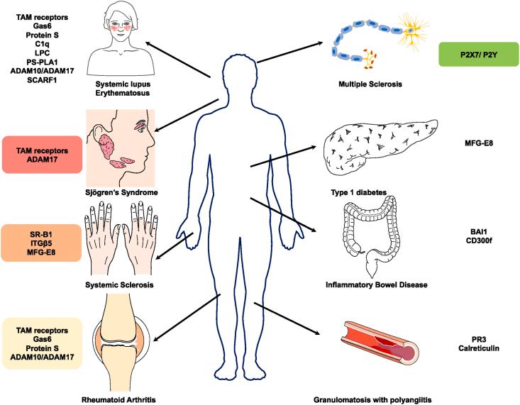 https://cdn.ncbi.nlm.nih.gov/pmc/blobs/159c/11002059/058a0e4d0d86/gr1.jpg