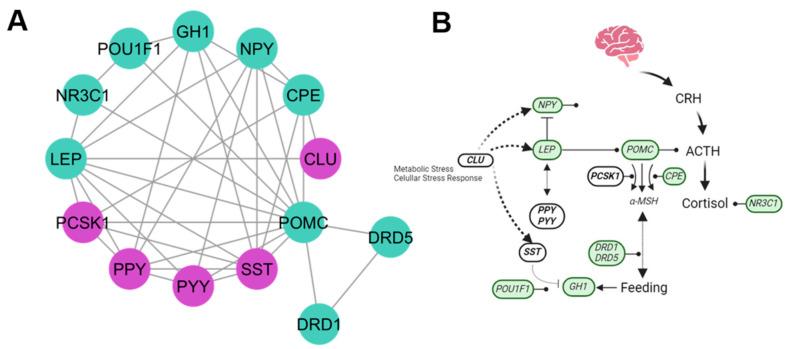 https://cdn.ncbi.nlm.nih.gov/pmc/blobs/159d/11354074/60144cb399b6/genes-15-00981-g003.jpg