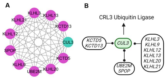 https://cdn.ncbi.nlm.nih.gov/pmc/blobs/159d/11354074/f79ca911cd7f/genes-15-00981-g008.jpg