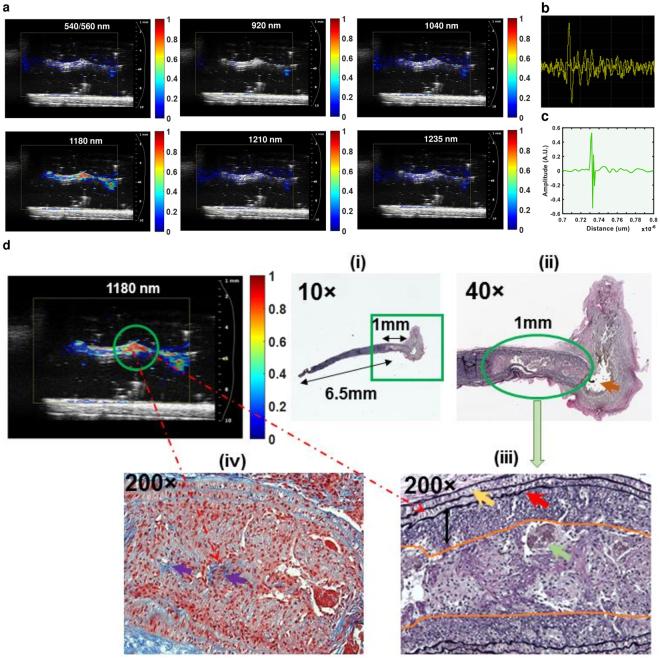 https://cdn.ncbi.nlm.nih.gov/pmc/blobs/159d/5997702/e7fadae285e3/41598_2018_26696_Fig3_HTML.jpg