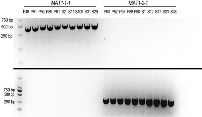 https://cdn.ncbi.nlm.nih.gov/pmc/blobs/15a4/9329468/c002633dc7b8/41598_2022_17196_Fig2_HTML.jpg