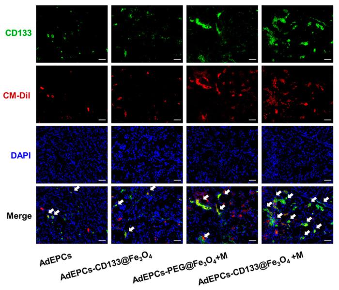 https://cdn.ncbi.nlm.nih.gov/pmc/blobs/15a7/10215196/314c95fc859d/bioengineering-10-00509-g009.jpg