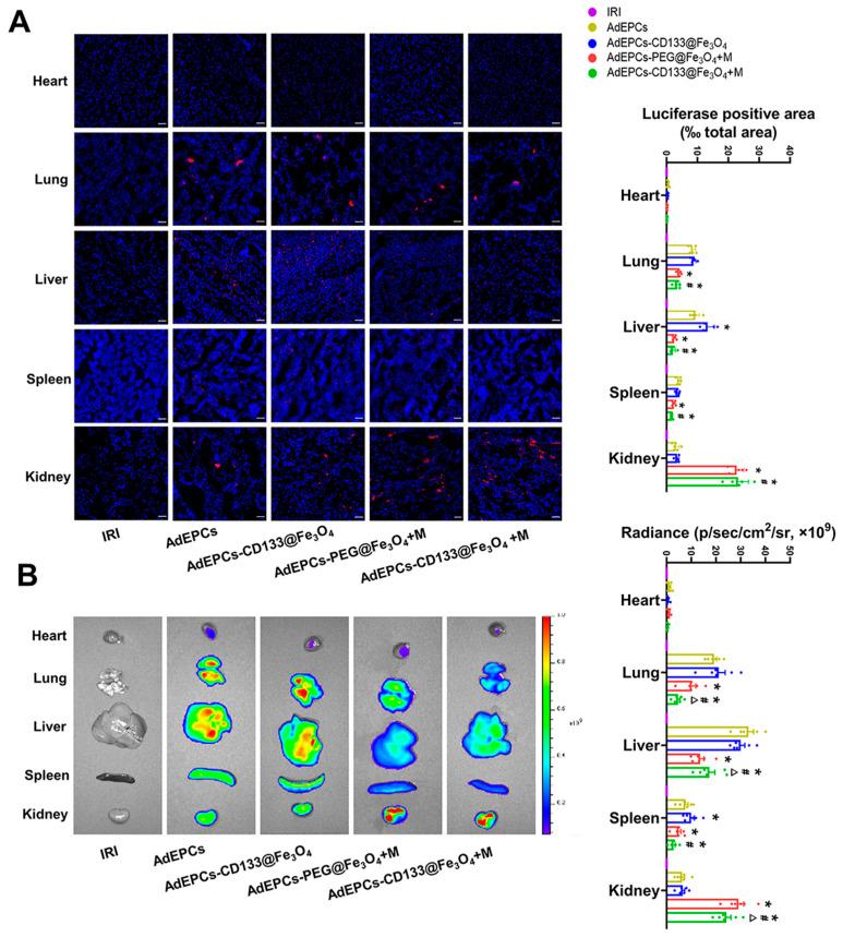 https://cdn.ncbi.nlm.nih.gov/pmc/blobs/15a7/10215196/515d0d4759be/bioengineering-10-00509-g007.jpg