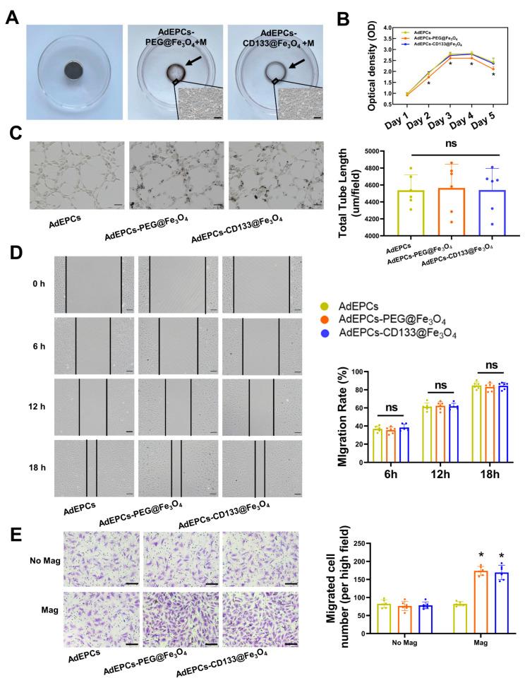 https://cdn.ncbi.nlm.nih.gov/pmc/blobs/15a7/10215196/763296d539a1/bioengineering-10-00509-g006.jpg