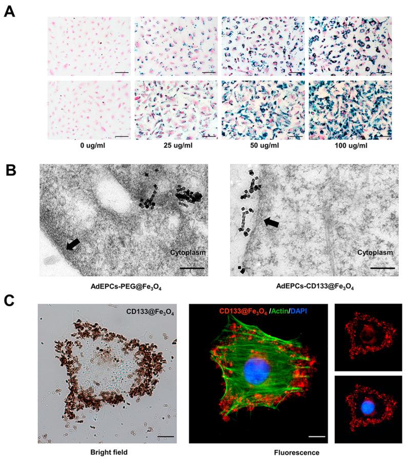 https://cdn.ncbi.nlm.nih.gov/pmc/blobs/15a7/10215196/8bcb21146381/bioengineering-10-00509-g004.jpg
