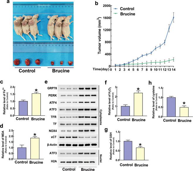 https://cdn.ncbi.nlm.nih.gov/pmc/blobs/15aa/8463534/5e7c1c66da42/41401_2021_700_Fig7_HTML.jpg