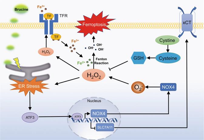https://cdn.ncbi.nlm.nih.gov/pmc/blobs/15aa/8463534/afd66a2eaed6/41401_2021_700_Fig8_HTML.jpg