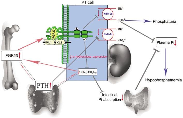 https://cdn.ncbi.nlm.nih.gov/pmc/blobs/15ab/4013303/42432696406e/cjc-30-11-794-g005.jpg