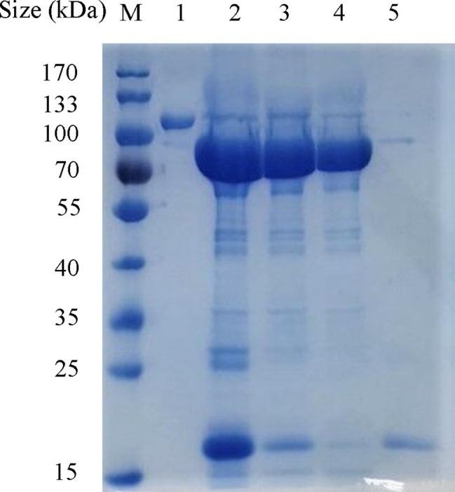 https://cdn.ncbi.nlm.nih.gov/pmc/blobs/15b0/6901502/d6bc538a760c/fmicb-10-02768-g003.jpg