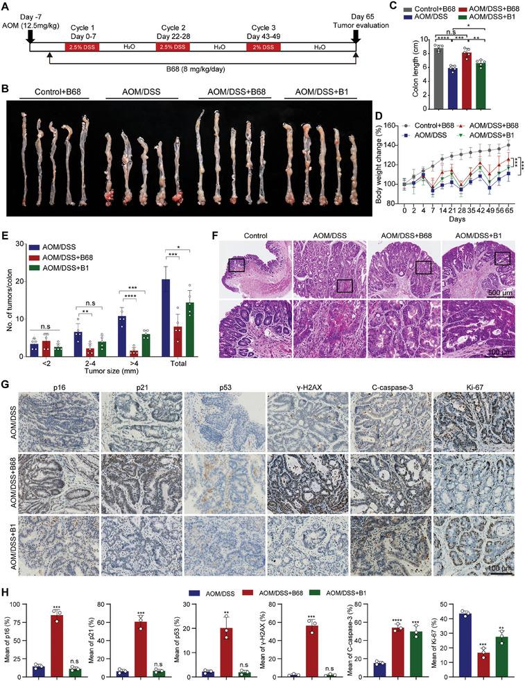 https://cdn.ncbi.nlm.nih.gov/pmc/blobs/15b2/11831439/f7f7525ff2be/ADVS-12-2413122-g003.jpg