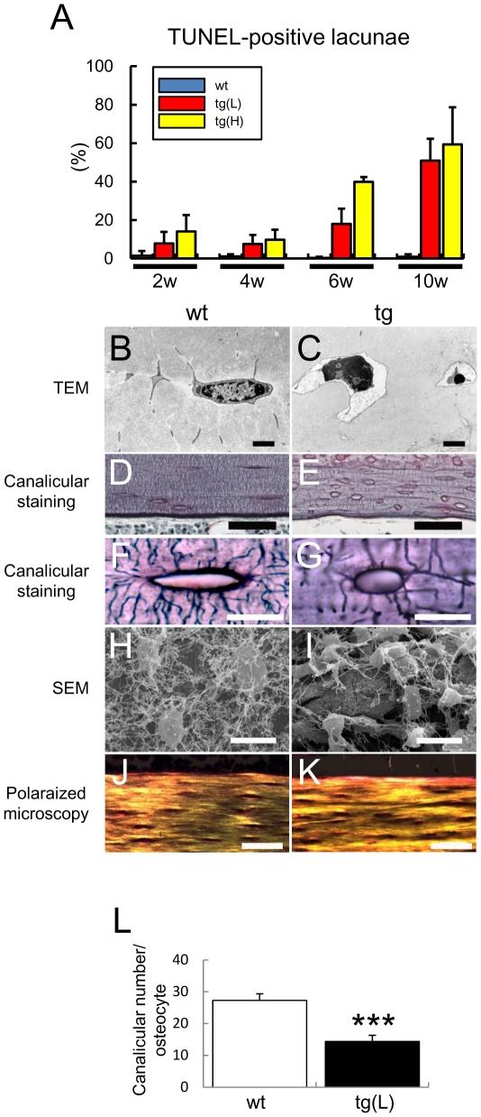 https://cdn.ncbi.nlm.nih.gov/pmc/blobs/15b4/3219663/a3bc3241e456/pone.0027487.g005.jpg