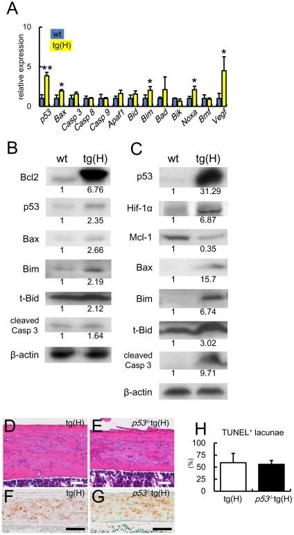 https://cdn.ncbi.nlm.nih.gov/pmc/blobs/15b4/3219663/e92303b0851c/pone.0027487.g006.jpg