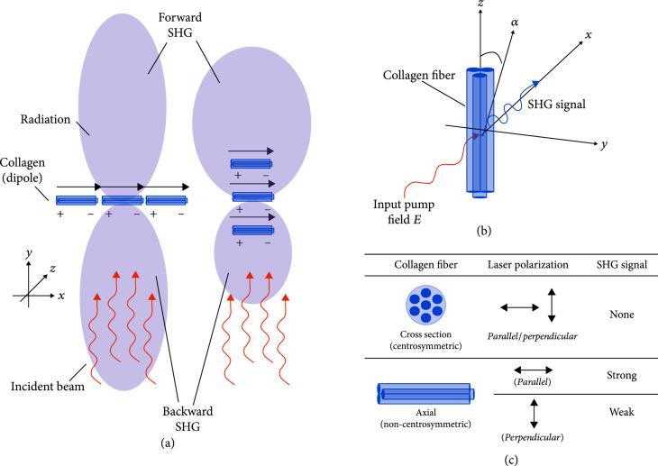 https://cdn.ncbi.nlm.nih.gov/pmc/blobs/15b5/10521653/dfe9dd0ce6e6/3973857.fig.002.jpg