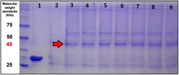 https://cdn.ncbi.nlm.nih.gov/pmc/blobs/15b5/6375902/260159ce5c34/fbioe-07-00016-g0006.jpg