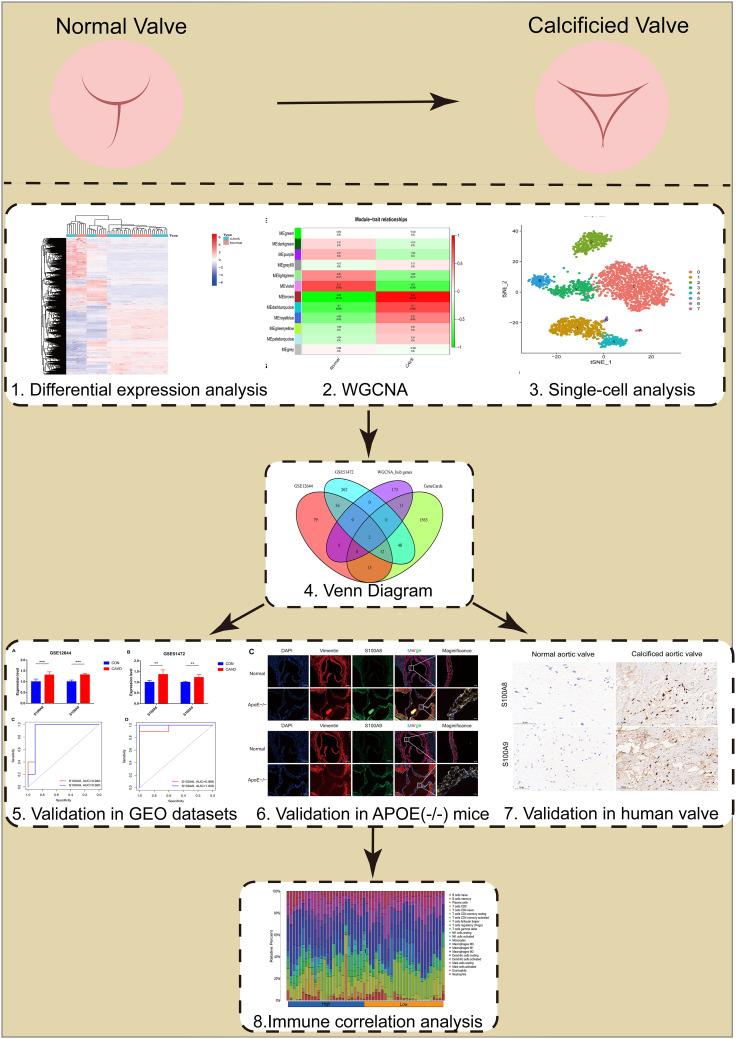 https://cdn.ncbi.nlm.nih.gov/pmc/blobs/15b5/9673246/bab3d229e300/fimmu-13-1035285-g001.jpg
