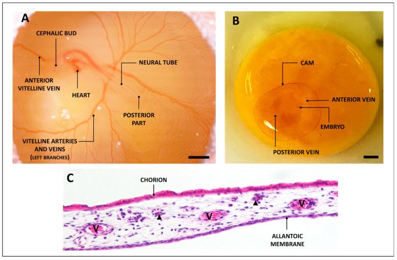 https://cdn.ncbi.nlm.nih.gov/pmc/blobs/15b6/10525291/fb7f85f905c7/biology-12-01219-g001.jpg