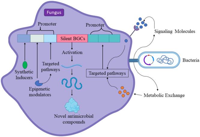 https://cdn.ncbi.nlm.nih.gov/pmc/blobs/15b6/12284604/40e0ea8c6d85/MBO3-14-e70034-g005.jpg