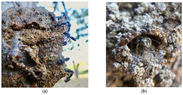 https://cdn.ncbi.nlm.nih.gov/pmc/blobs/15c1/8397191/2b04ef3c9fe5/insects-12-00719-g003.jpg